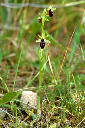 Ophrys tarentina \ Tarenter Ragwurz / Taranto Spider Orchid, I  Tarent/Taranto 8.4.1998 
