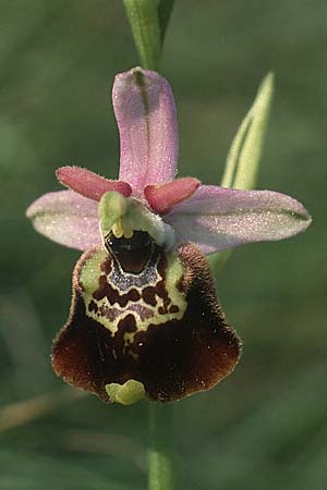 Ophrys tetraloniae / Tetralonia Late Spider Orchid (?), I  Lago del Benaco, Albisano 3.6.1988 