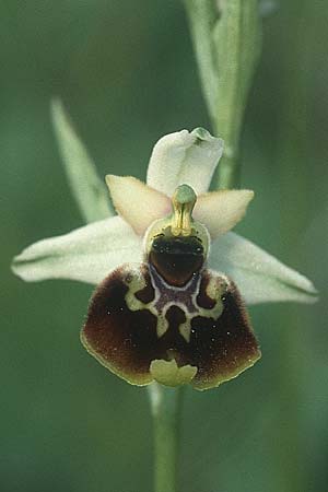 Ophrys tetraloniae / Tetralonia Late Spider Orchid (?), I  Lago del Benaco, Albisano 3.6.1988 