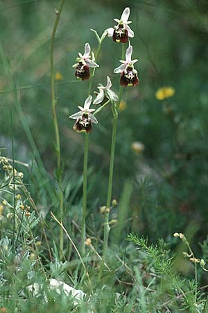Ophrys appennina / Appennins Late Spider Bee Orchid, I  Majella, Passo San Leonardo 8.6.2002 