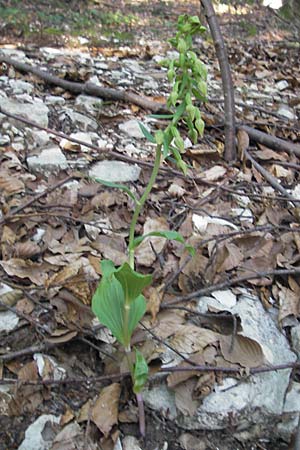 Epipactis thesaurensis \ Monte Tesoro-Ständelwurz / Monte Tesoro Helleborine, I  Sant' Anna d'Alfaedo 17.7.2010 