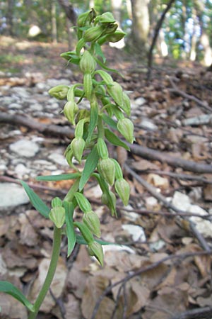 Epipactis thesaurensis \ Monte Tesoro-Ständelwurz / Monte Tesoro Helleborine, I  Sant' Anna d'Alfaedo 17.7.2010 