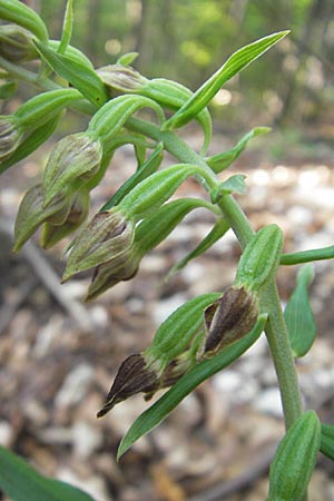 Epipactis thesaurensis \ Monte Tesoro-Ständelwurz / Monte Tesoro Helleborine, I  Sant' Anna d'Alfaedo 17.7.2010 