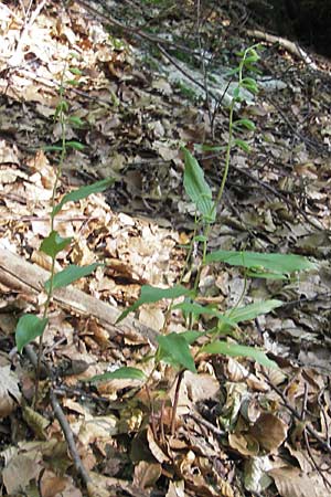 Epipactis thesaurensis \ Monte Tesoro-Ständelwurz / Monte Tesoro Helleborine, I  Sant' Anna d'Alfaedo 17.7.2010 