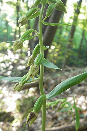 Epipactis thesaurensis \ Monte Tesoro-Ständelwurz / Monte Tesoro Helleborine, I  Sant' Anna d'Alfaedo 17.7.2010 