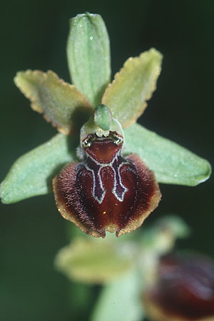 Ophrys ausonia \ Monti-Ausoni-Ragwurz, I  Monti Lepini 2.6.2002 