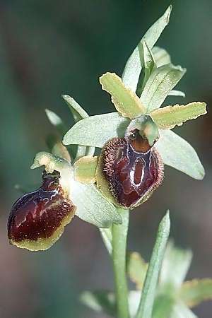 Ophrys tarquinia / Tarquinia Bee Orchid, I  Toscana, Sassetta 27.4.2003 