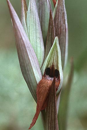 Serapias vomeracea \ Pflugschar-Zungenständel, I  Gardasee, Manerba 5.5.1985 