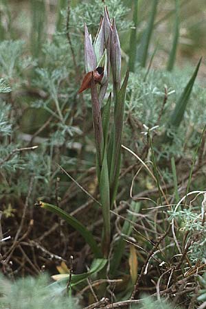 Serapias vomeracea \ Pflugschar-Zungenständel, I  Gardasee, Manerba 5.5.1985 