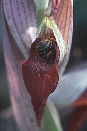 Serapias vomeracea \ Pflugschar-Zungenständel (mit Biene), I  Tarent 10.4.1999 