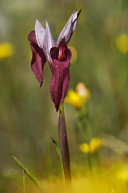Serapias lingua x vomeracea, I   Promontorio del Gargano, Ost/East 3.5.2026 (Photo: Helmut Presser)