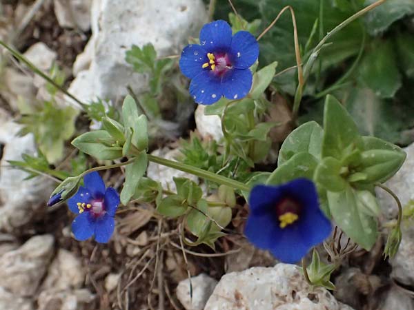Lysimachia loeflingii \ Acker-Gauchheil / Scarlet Pimpernel, Kefalonia/Cephalonia Ainos 24.4.2024