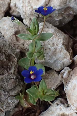Lysimachia loeflingii \ Acker-Gauchheil / Scarlet Pimpernel, Kefalonia/Cephalonia Ainos 24.4.2024