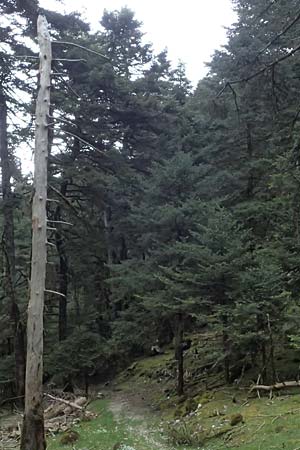 Abies cephalonica \ Griechische Tanne / Grecian Fir, Kefalonia/Cephalonia Ainos 18.4.2024
