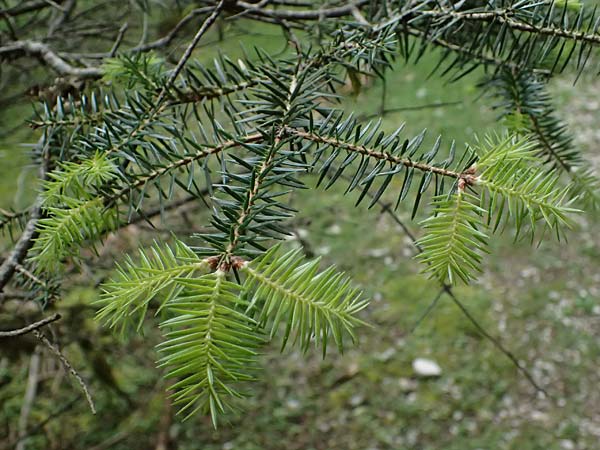 Abies cephalonica \ Griechische Tanne / Grecian Fir, Kefalonia/Cephalonia Ainos 18.4.2024