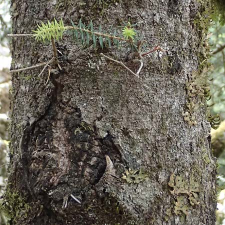 Abies cephalonica \ Griechische Tanne / Grecian Fir, Kefalonia/Cephalonia Ainos 18.4.2024