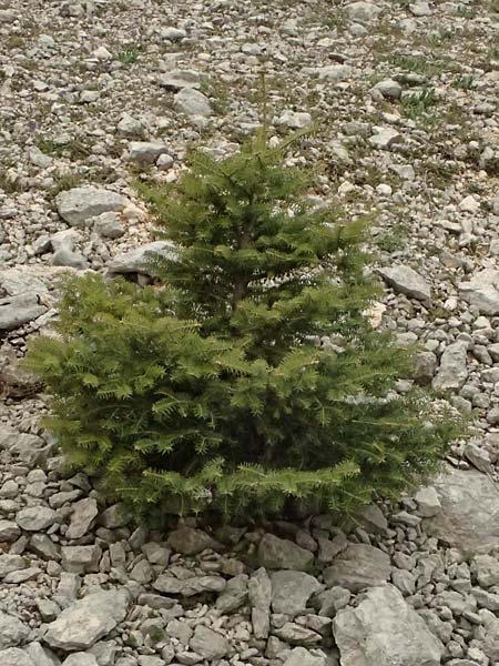 Abies cephalonica \ Griechische Tanne / Grecian Fir, Kefalonia/Cephalonia Ainos 23.4.2024