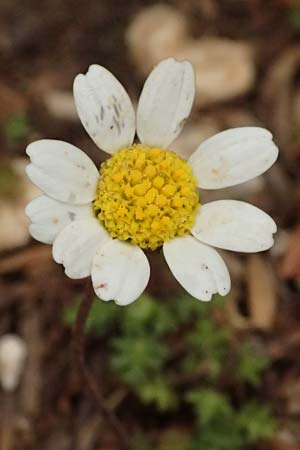 Anthemis chia \ Chios-Hundskamille / Chios Chamomile, Kefalonia/Cephalonia Ainos 23.4.2024