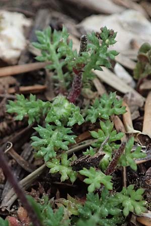 Anthemis chia \ Chios-Hundskamille / Chios Chamomile, Kefalonia/Cephalonia Ainos 23.4.2024