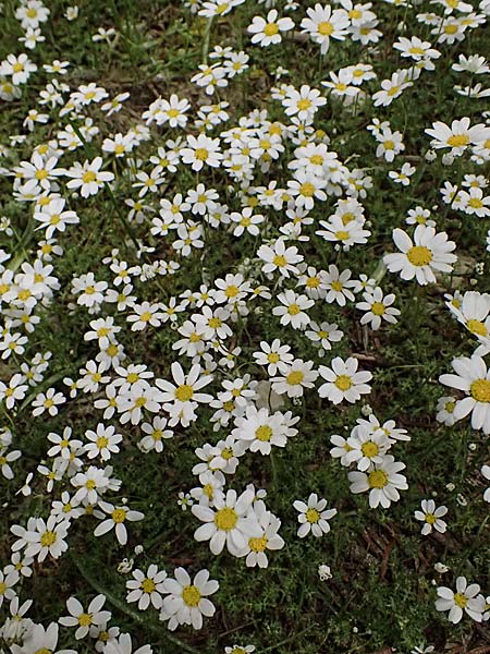 Anthemis chia \ Chios-Hundskamille / Chios Chamomile, Kefalonia/Cephalonia Ainos 23.4.2024