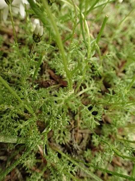 Anthemis chia \ Chios-Hundskamille / Chios Chamomile, Kefalonia/Cephalonia Ainos 23.4.2024