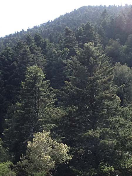 Abies cephalonica \ Griechische Tanne / Grecian Fir, Kefalonia/Cephalonia Ainos 24.4.2024