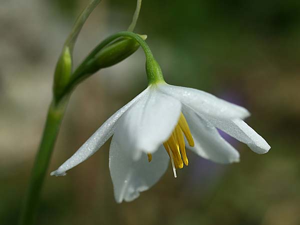 Acis orientalis \ Ionische Knotenblume / Ionian Snowflake, Kefalonia/Cephalonia   27.9.2017 (Photo: Helmut Presser)