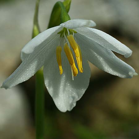 Acis orientalis \ Ionische Knotenblume / Ionian Snowflake, Kefalonia/Cephalonia   27.9.2017 (Photo: Helmut Presser)