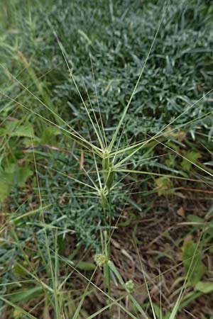 Aegilops biuncialis \ Zweizoll-Walch / Two-Inch Goatgrass, Kefalonia/Cephalonia Paralia Trapezaki 21.4.2024