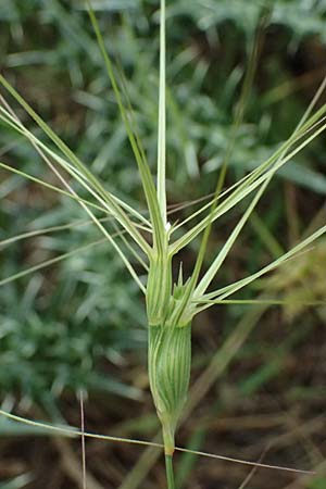Aegilops biuncialis \ Zweizoll-Walch / Two-Inch Goatgrass, Kefalonia/Cephalonia Paralia Trapezaki 21.4.2024