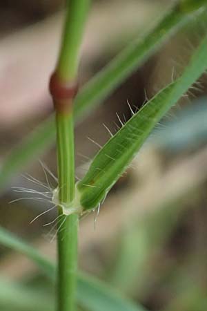 Aegilops biuncialis \ Zweizoll-Walch / Two-Inch Goatgrass, Kefalonia/Cephalonia Paralia Trapezaki 21.4.2024