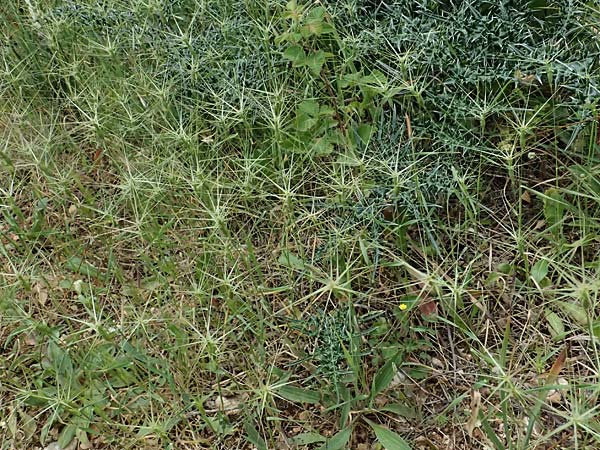 Aegilops biuncialis \ Zweizoll-Walch / Two-Inch Goatgrass, Kefalonia/Cephalonia Paralia Trapezaki 21.4.2024