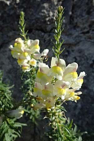 Antirrhinum siculum \ Sizilianisches L�wenmaul / Sicilian Snapdragon, Kefalonia/Cephalonia Argostoli 14.4.2024