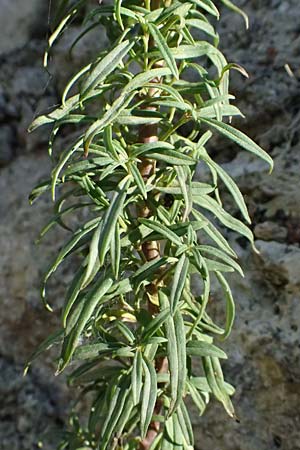Antirrhinum siculum \ Sizilianisches L�wenmaul / Sicilian Snapdragon, Kefalonia/Cephalonia Argostoli 14.4.2024