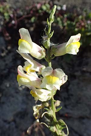 Antirrhinum siculum \ Sizilianisches L�wenmaul / Sicilian Snapdragon, Kefalonia/Cephalonia Argostoli 14.4.2024
