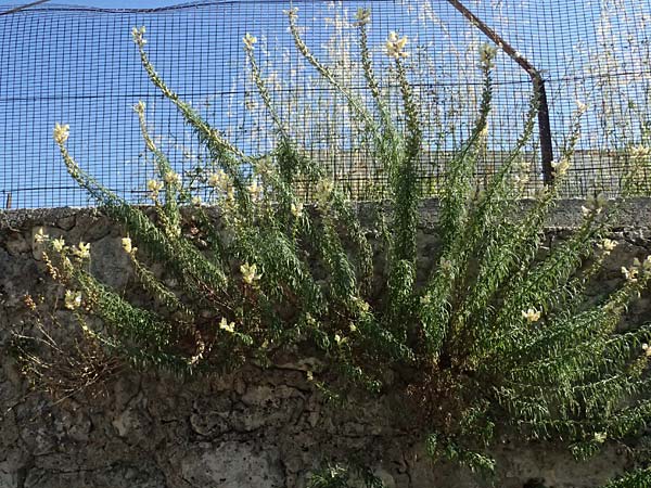 Antirrhinum siculum \ Sizilianisches L�wenmaul / Sicilian Snapdragon, Kefalonia/Cephalonia Argostoli 14.4.2024