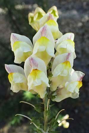Antirrhinum siculum \ Sizilianisches L�wenmaul / Sicilian Snapdragon, Kefalonia/Cephalonia Argostoli 14.4.2024