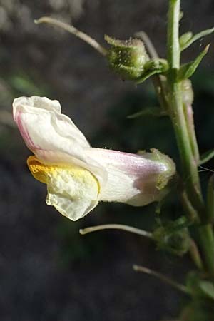 Antirrhinum siculum \ Sizilianisches L�wenmaul / Sicilian Snapdragon, Kefalonia/Cephalonia Argostoli 14.4.2024