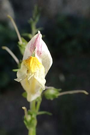 Antirrhinum siculum \ Sizilianisches L�wenmaul / Sicilian Snapdragon, Kefalonia/Cephalonia Argostoli 14.4.2024
