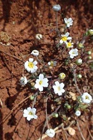 Anthemis tomentosa subsp. peregrina \ Fremde Hundskamille, Kefalonia Paralia Langadakia 15.4.2024