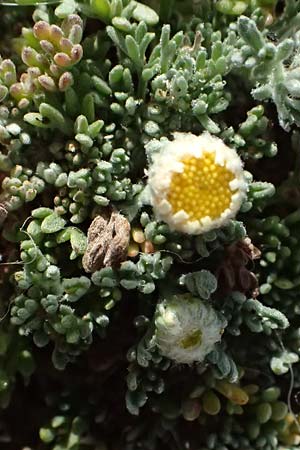 Anthemis tomentosa subsp. peregrina \ Fremde Hundskamille, Kefalonia Kap Akrotiri 15.4.2024