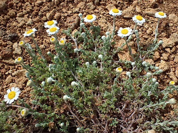 Anthemis tomentosa subsp. peregrina \ Fremde Hundskamille, Kefalonia Kap Akrotiri 15.4.2024