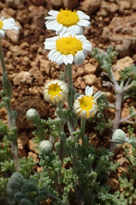 Anthemis tomentosa subsp. peregrina \ Fremde Hundskamille, Kefalonia Kap Akrotiri 15.4.2024