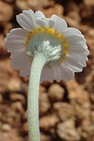 Anthemis tomentosa subsp. peregrina \ Fremde Hundskamille, Kefalonia Kap Akrotiri 15.4.2024
