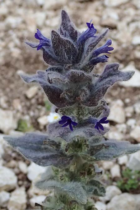 Ajuga orientalis subsp. aenesia \ Ainos-Gnsel / Ainos Bugle, Kefalonia/Cephalonia Ainos 24.4.2024