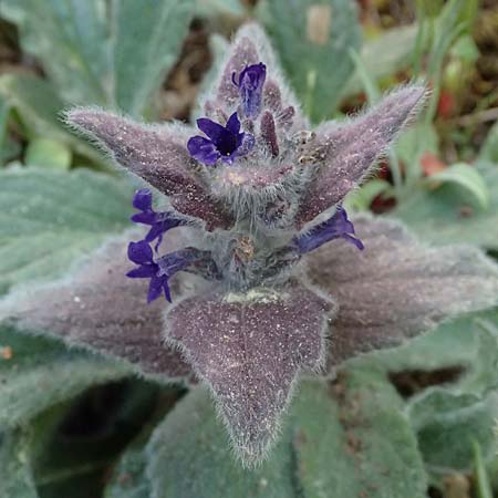Ajuga orientalis subsp. aenesia \ Ainos-Gnsel / Ainos Bugle, Kefalonia/Cephalonia Ainos 24.4.2024