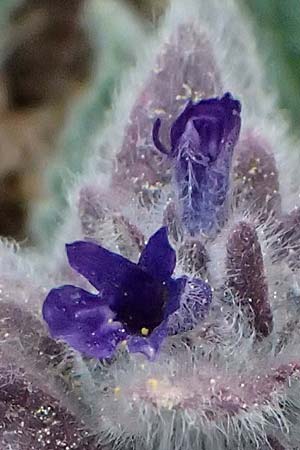Ajuga orientalis subsp. aenesia \ Ainos-Gnsel / Ainos Bugle, Kefalonia/Cephalonia Ainos 24.4.2024