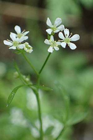 Anthriscus tenerrimus \ Zarter Kerbel / Slender Parsley, Kefalonia/Cephalonia Ainos 18.4.2024