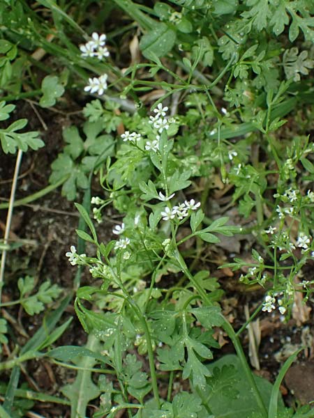 Anthriscus tenerrimus \ Zarter Kerbel / Slender Parsley, Kefalonia/Cephalonia Ainos 18.4.2024