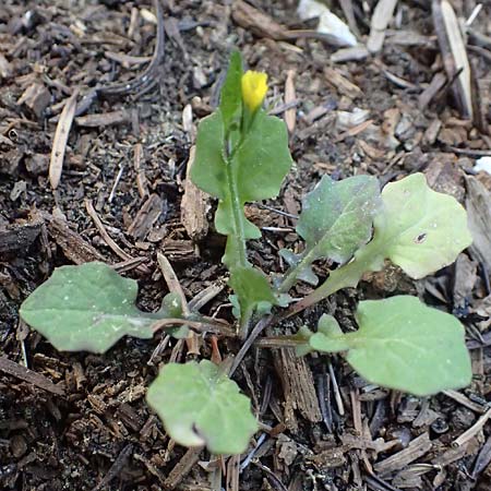 Rhagadiolus edulis \ Essbarer Sichelsalat, Essbarer Sternlattich, Kefalonia Ainos 18.4.2024
